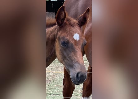 American Quarter Horse, Mare, 1 year, Chestnut