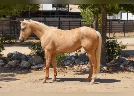 American Quarter Horse, Mare, 1 year, Palomino