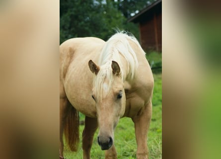 American Quarter Horse, Mare, 1 year, Palomino