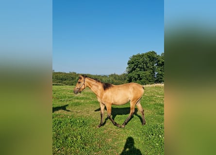 American Quarter Horse, Mare, 1 year, Red Dun