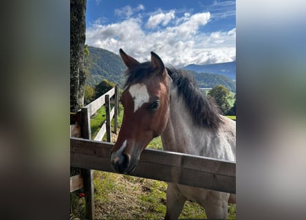 American Quarter Horse, Mare, 1 year, Roan-Bay