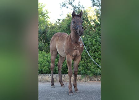 American Quarter Horse, Mare, 1 year, Roan-Blue