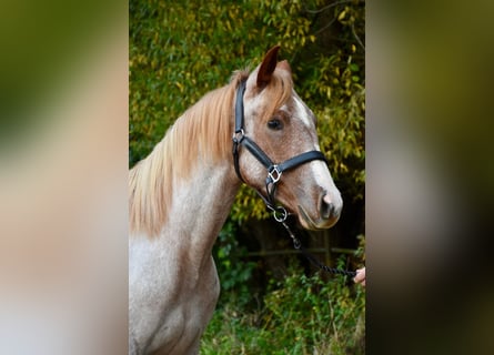 American Quarter Horse, Mare, 1 year, Roan-Red