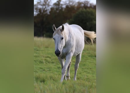 American Quarter Horse, Mare, 20 years, 15.1 hh, Gray