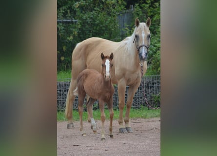 American Quarter Horse, Mare, 21 years, 14,2 hh, Palomino