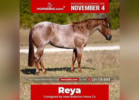 American Quarter Horse, Mare, 2 years, 13,3 hh, Roan-Red