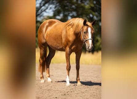 American Quarter Horse, Mare, 2 years, 14.1 hh, Bay-Dark