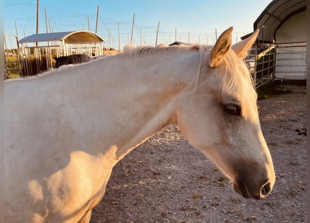 American Quarter Horse, Mare, 2 years, 14,1 hh, Dun