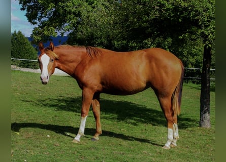 American Quarter Horse, Mare, 2 years, 14.2 hh, Chestnut-Red