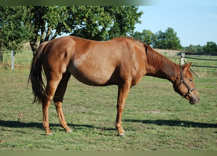 American Quarter Horse, Mare, 2 years, 14.2 hh, Chestnut-Red