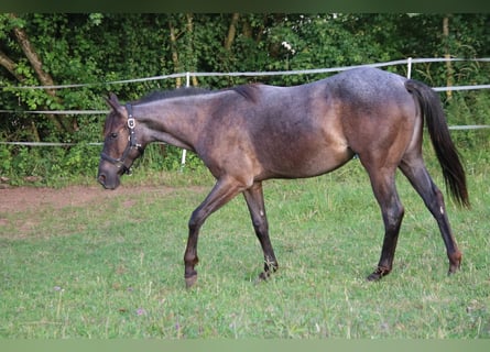 American Quarter Horse, Mare, 2 years, 14.2 hh, Roan-Blue
