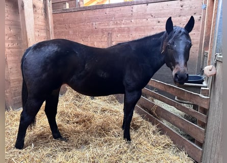 American Quarter Horse, Mare, 2 years, 14.2 hh, Smoky-Black
