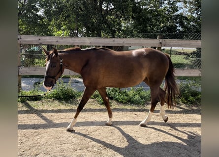 American Quarter Horse, Mare, 2 years, 14,3 hh, Chestnut