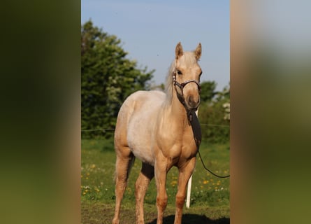 American Quarter Horse, Mare, 2 years, 14,3 hh, Palomino