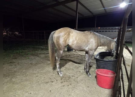 American Quarter Horse, Mare, 2 years, 14 hh, Grey