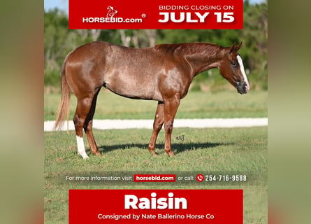 American Quarter Horse, Mare, 2 years, 14 hh, Roan-Red