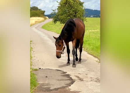 American Quarter Horse Mix, Mare, 2 years, 14,1 hh, Brown