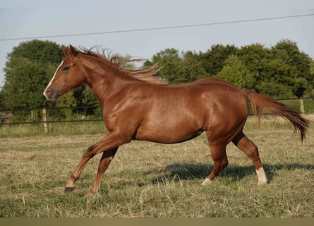American Quarter Horse, Mare, 2 years, 14,2 hh, Chestnut-Red