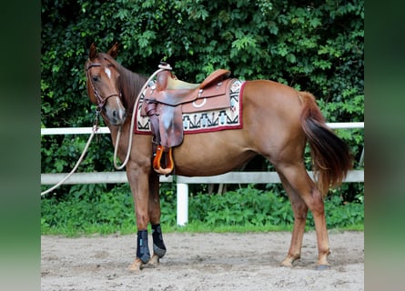 American Quarter Horse, Mare, 2 years, 14,2 hh, Chestnut