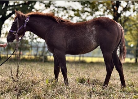 American Quarter Horse, Mare, 2 years, 14,2 hh, Chestnut