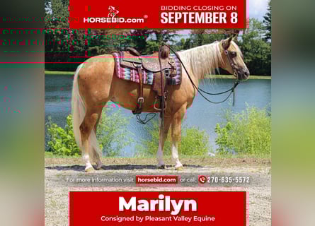 American Quarter Horse, Mare, 2 years, 14,2 hh, Palomino