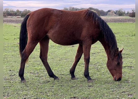 American Quarter Horse, Mare, 2 years, 14,2 hh