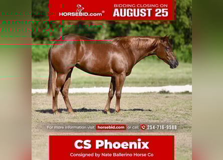 American Quarter Horse, Mare, 2 years, 14,2 hh, Sorrel