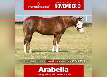 American Quarter Horse, Mare, 2 years, 14,2 hh, Sorrel