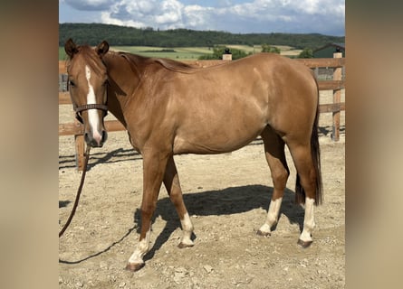 American Quarter Horse, Mare, 2 years, 14,3 hh, Red Dun