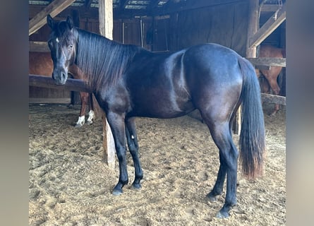 American Quarter Horse, Stute, 2 Jahre, 15,1 hh, Rappe