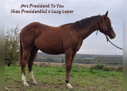 American Quarter Horse, Mare, 2 years, 15.1 hh, Brown