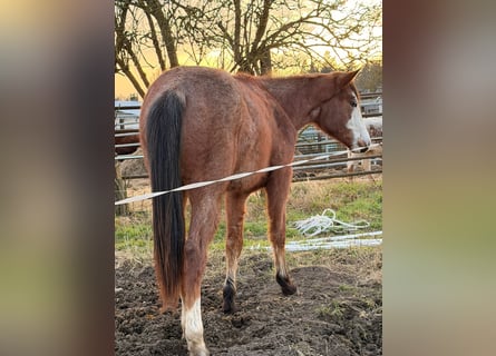 American Quarter Horse, Mare, 2 years, 15.1 hh, Roan-Bay