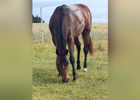 American Quarter Horse, Mare, 2 years, 15.2 hh, Brown
