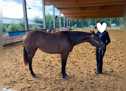 American Quarter Horse, Mare, 2 years, 15.2 hh, Brown