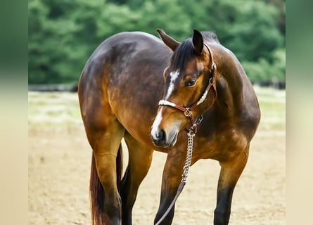 American Quarter Horse, Stute, 2 Jahre, 15 hh, Dunkelbrauner