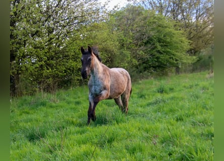 American Quarter Horse, Mare, 2 years, 15 hh, Roan-Blue