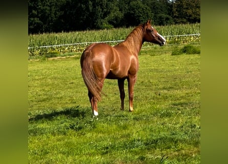 American Quarter Horse, Mare, 2 years, 15,1 hh, Chestnut