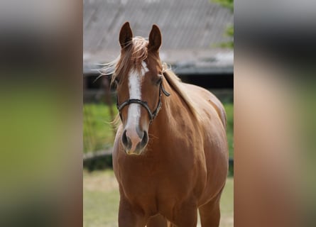 American Quarter Horse, Mare, 2 years, 16 hh, Chestnut-Red