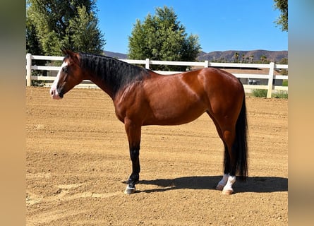 American Quarter Horse, Mare, 2 years, Bay
