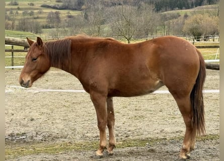 American Quarter Horse, Mare, 2 years, Chestnut