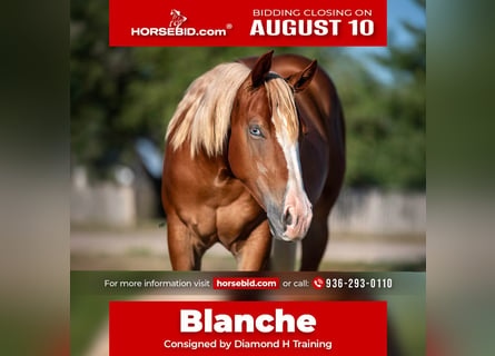 American Quarter Horse, Mare, 2 years, Chestnut