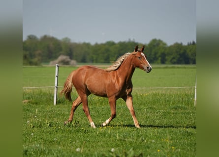 American Quarter Horse, Mare, 2 years, Chestnut-Red