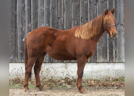 American Quarter Horse, Mare, 2 years, Chestnut-Red