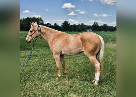 American Quarter Horse, Mare, 2 years, Palomino