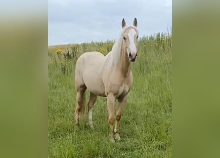 American Quarter Horse, Mare, 2 years, Palomino