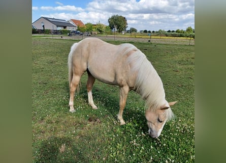 American Quarter Horse, Mare, 2 years, Palomino