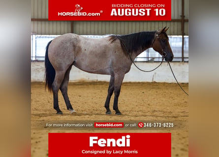 American Quarter Horse, Mare, 2 years, Roan-Bay