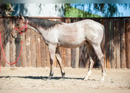 American Quarter Horse, Mare, 2 years, Roan-Bay