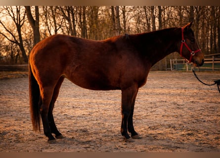 American Quarter Horse, Mare, 3 years, 13.2 hh, Brown