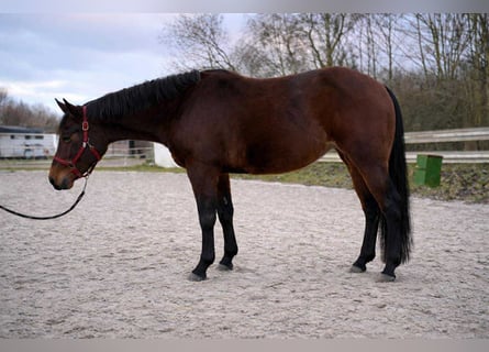 American Quarter Horse, Mare, 3 years, 13,2 hh, Brown